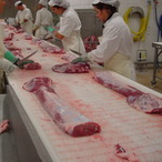 Taśma modularna B50 wysoko wydajna do dużych obciążeń do rozbioru mięsa wołowego i wieprzowego 